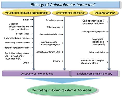 acinetobacter baumannii complex treatment.